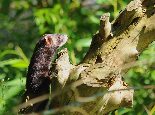 Fra skadedyr til nyttedyr? Hvad du (ikke) vidste om mår