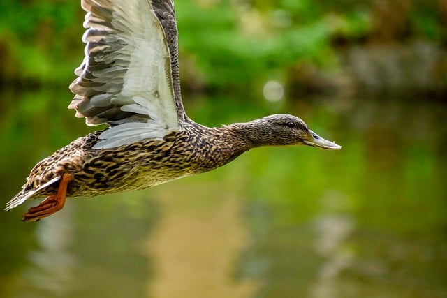 Sådan bruger du data til at knække selv de sværeste krydsord